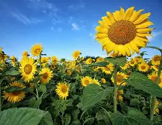  nba夏季联赛直播免费在线观看 